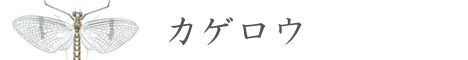 カゲロウ